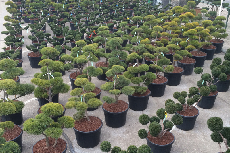 Хвойные культуры на Garten & Ambiente