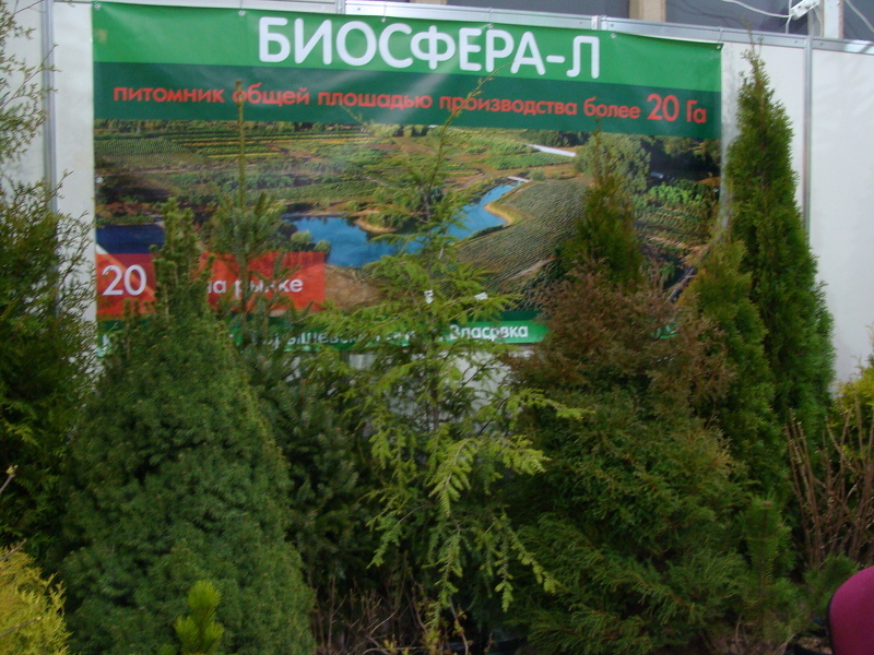 Саженцы хвойников от питомника Биосфера 