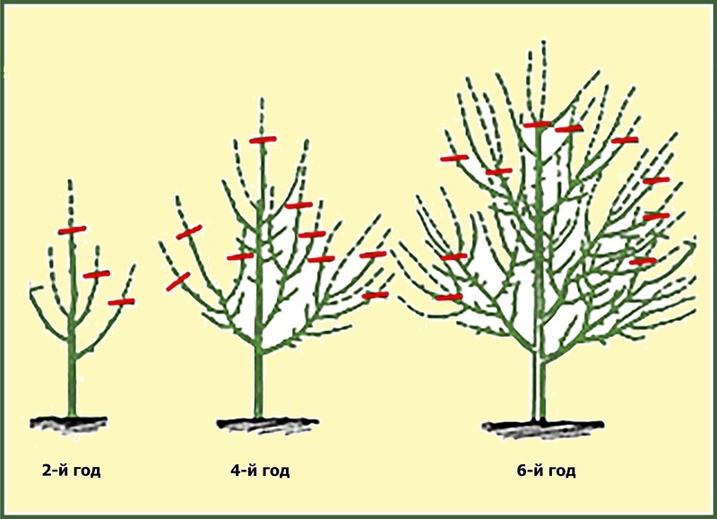 Схема обрезки молодой яблони весной