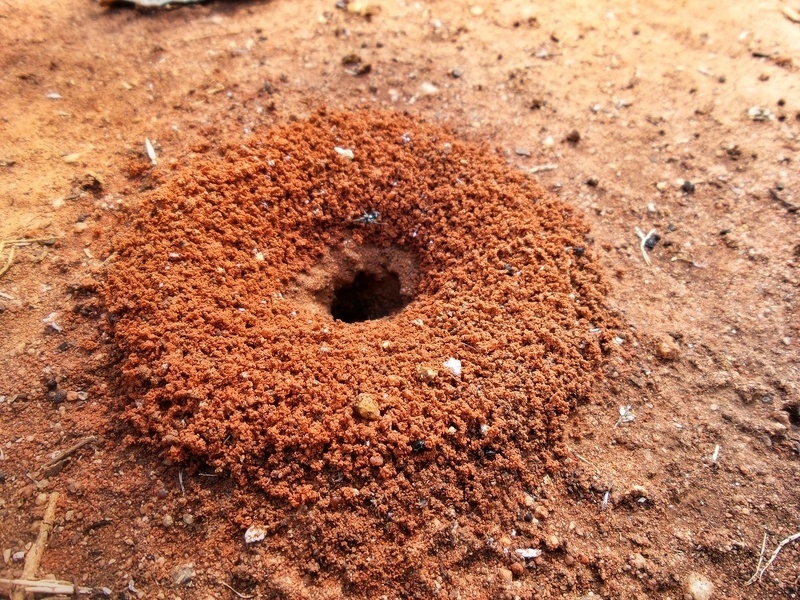 Основной вход в муравейник: расширяем штырем и заливаем настой