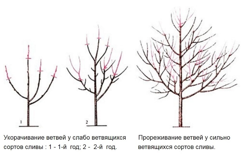 Обрезка веток у сильно и слабоветвящихся сортов