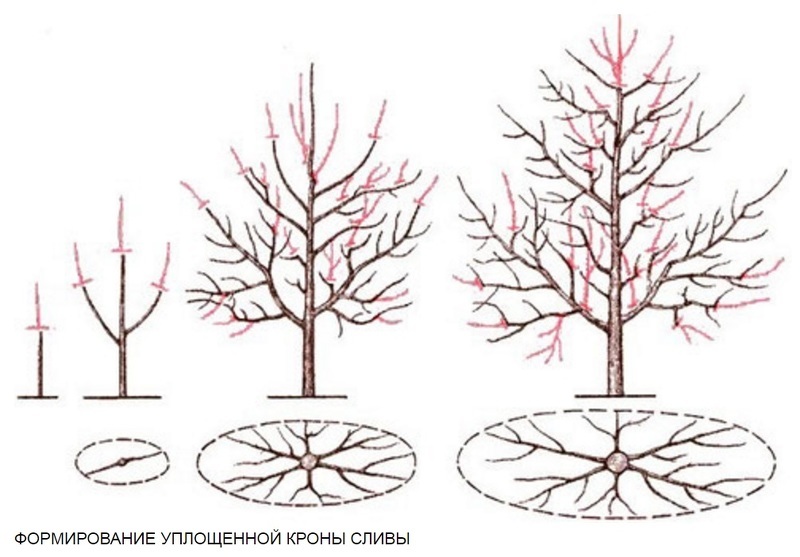 Формирование сливы кустом схема