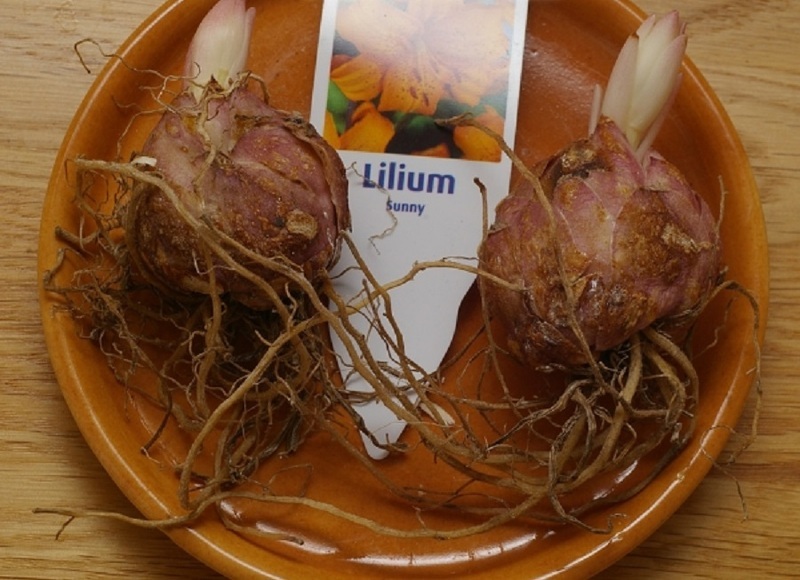 Как подготовить луковицы лилий?