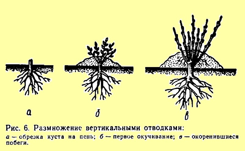 Вертикальное размножение с удалением материнского куста