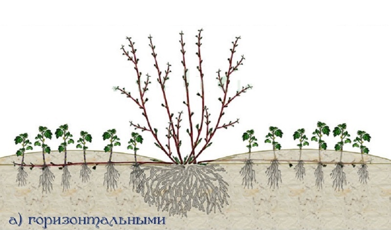 Размножение ягодных кустарников горизонтальными отводками