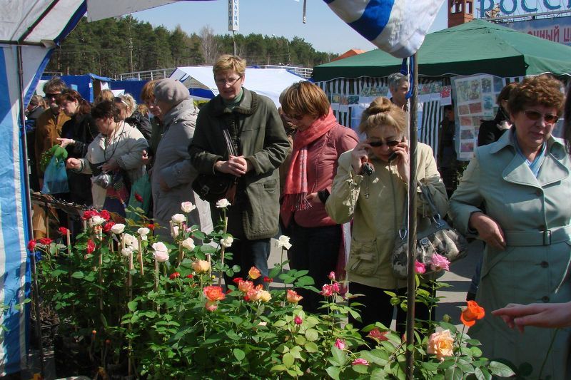 Саженцы роз на экспозиции Сады и парки
