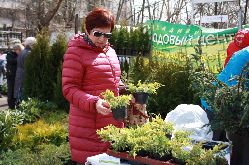 Хвойные вечнозеленые культуры на выставке в Волгограде