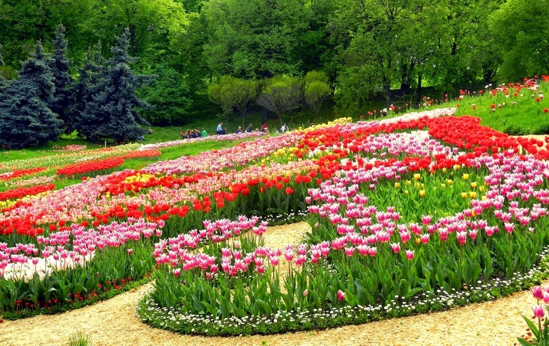 Весенний фестиваль цветов в Аптекарском огороде