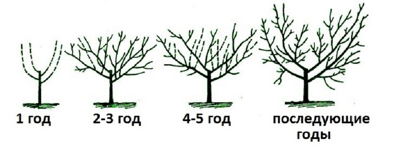 Схема весенней ежегодной обрезки вишни