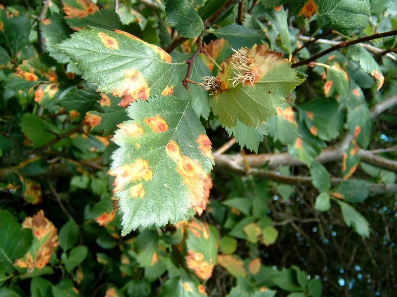 Столбчатая ржавчина на листьях