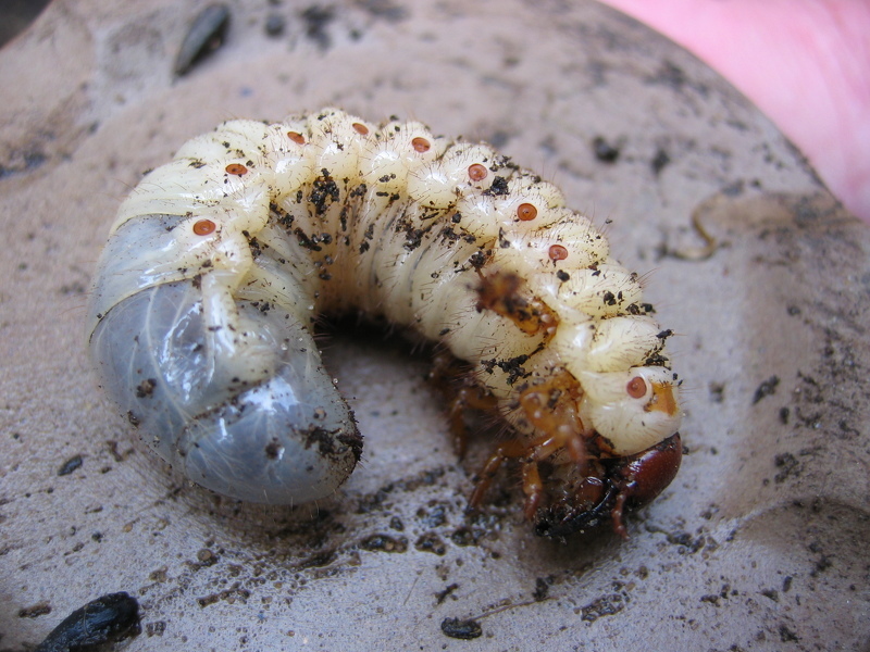 Личинка майского жука уничтожает посадки клубники и земляники