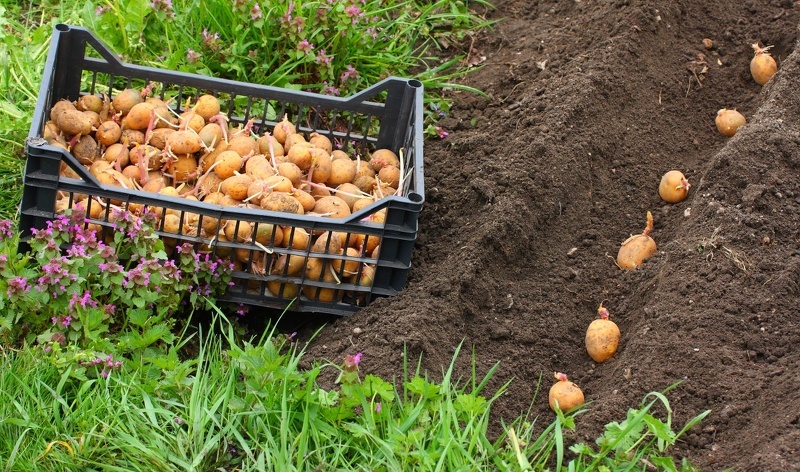 Как посадить картофель весной: способы ручной и механической посадки
