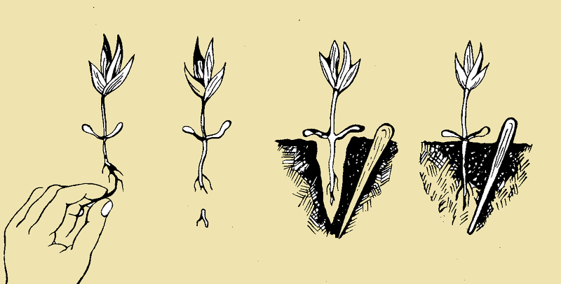 Схема пикирования колышком однолетников