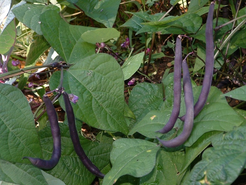 Фиолетовая фасоль посеянная весной
