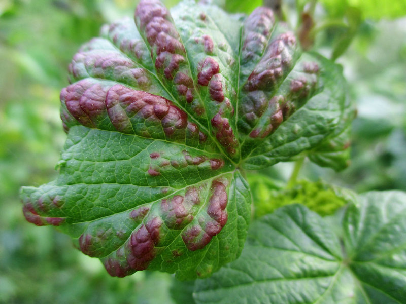 Бокальчатая ржавчина (лат. Puccinia ribesii caricis Kleb.)