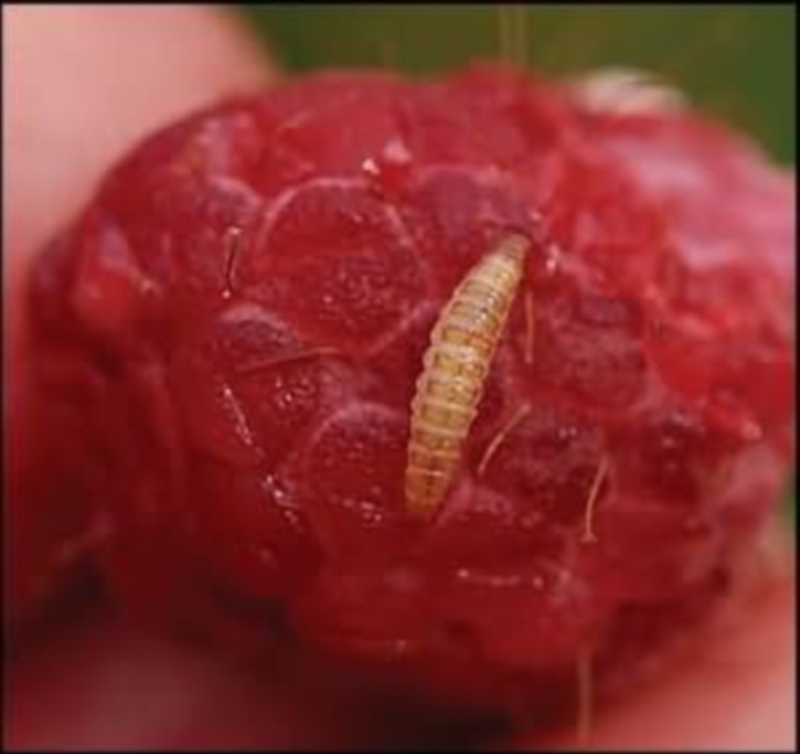 Малинная почковая моль. Фото гусеницы
