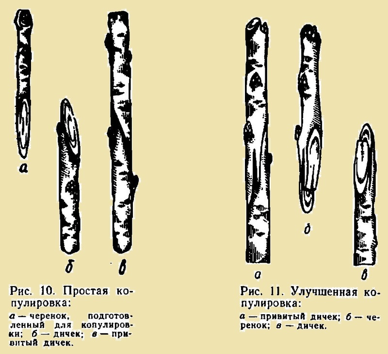 Схема прививки дикой сливы методом простой и улучшенной копулировкивки