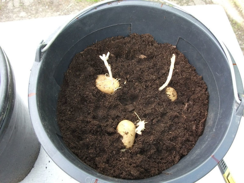Посадите картофель ростками вверх