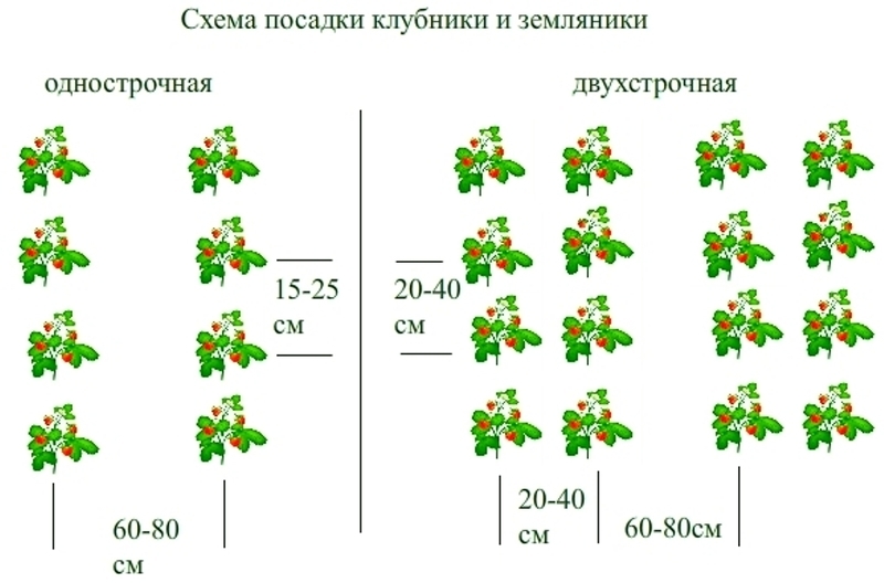 Классические схемы посадки клубники