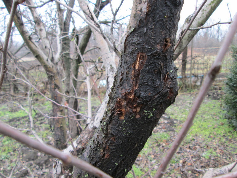 Черный рак (лат. Shaeropsis malorum Peck.)