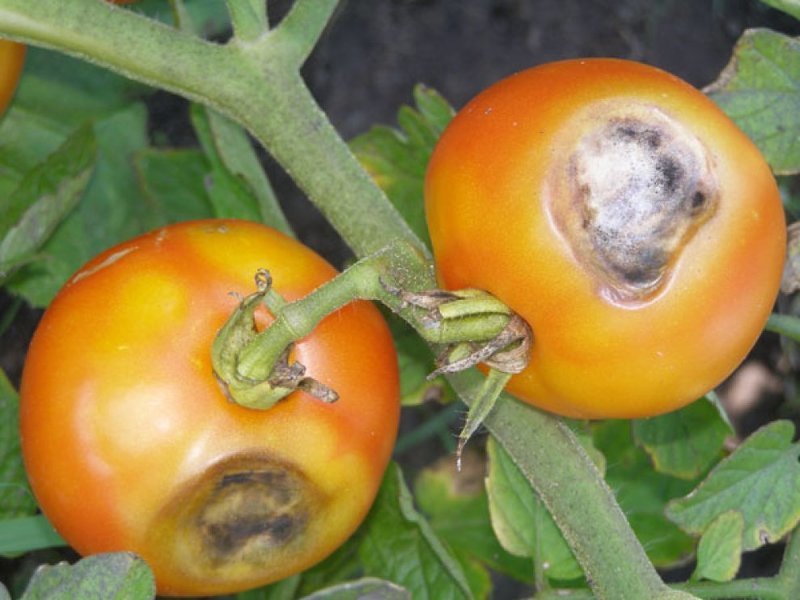 Зараженные фомозом томаты