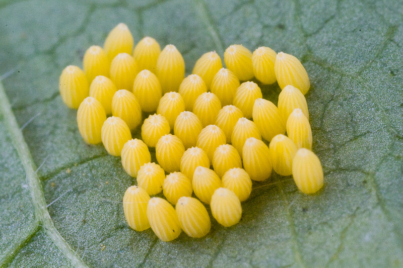 Кладка яиц бабочки - капустницы