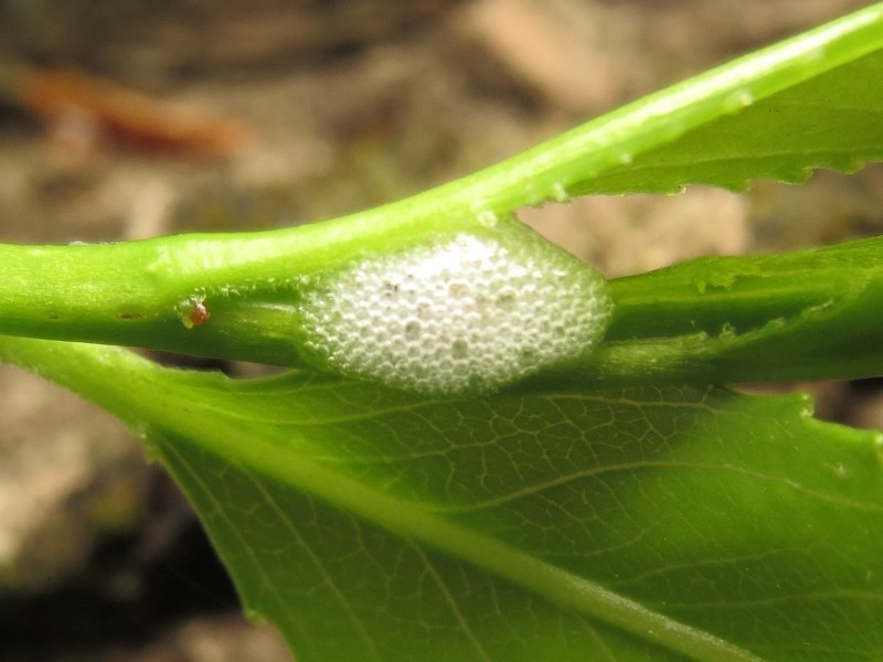 Личинка слюнявки - пенницы у основания побега растения