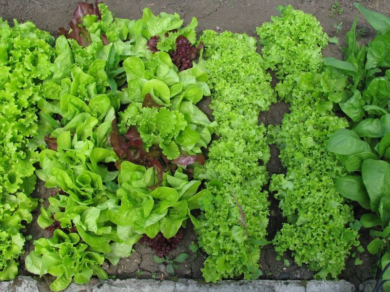 Листовой салат отлично растет при повторных посевах