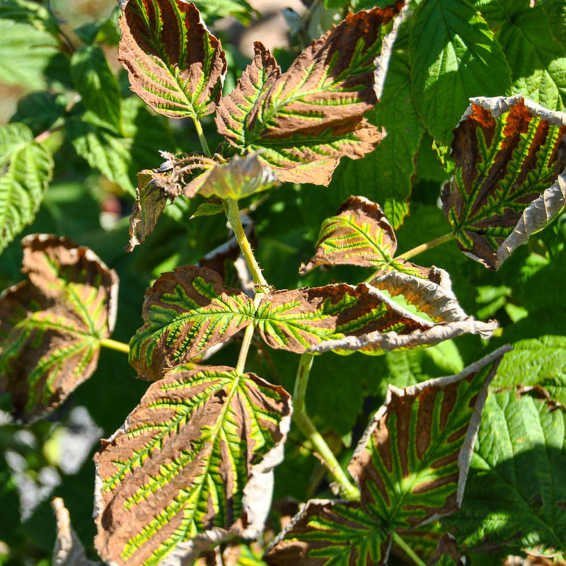 Курчавость малины (лат. Rubus virus3)