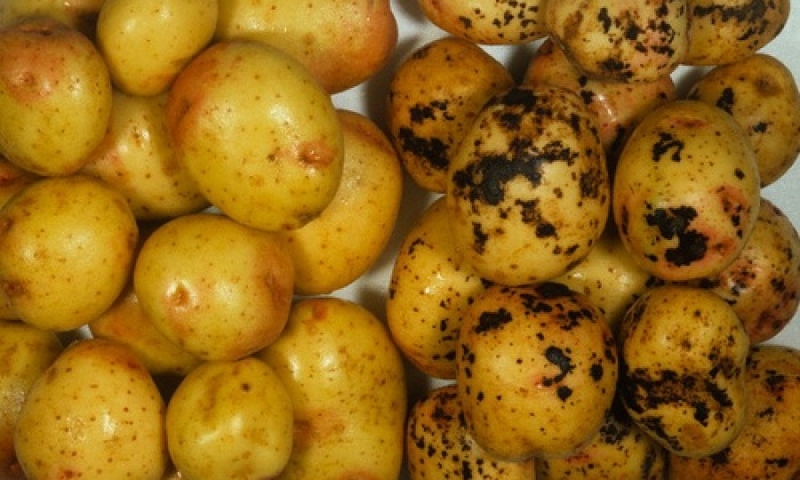 Здоровый картофель и пораженный ризоктаниозом