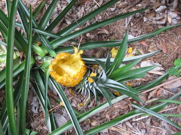 Поврежденный грызунами ананас