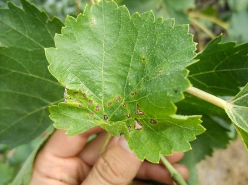 Лист винограда, пораженный антракнозом