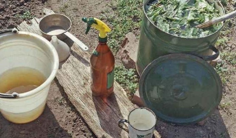 Приготовление травяного жидкого удобрения для лука