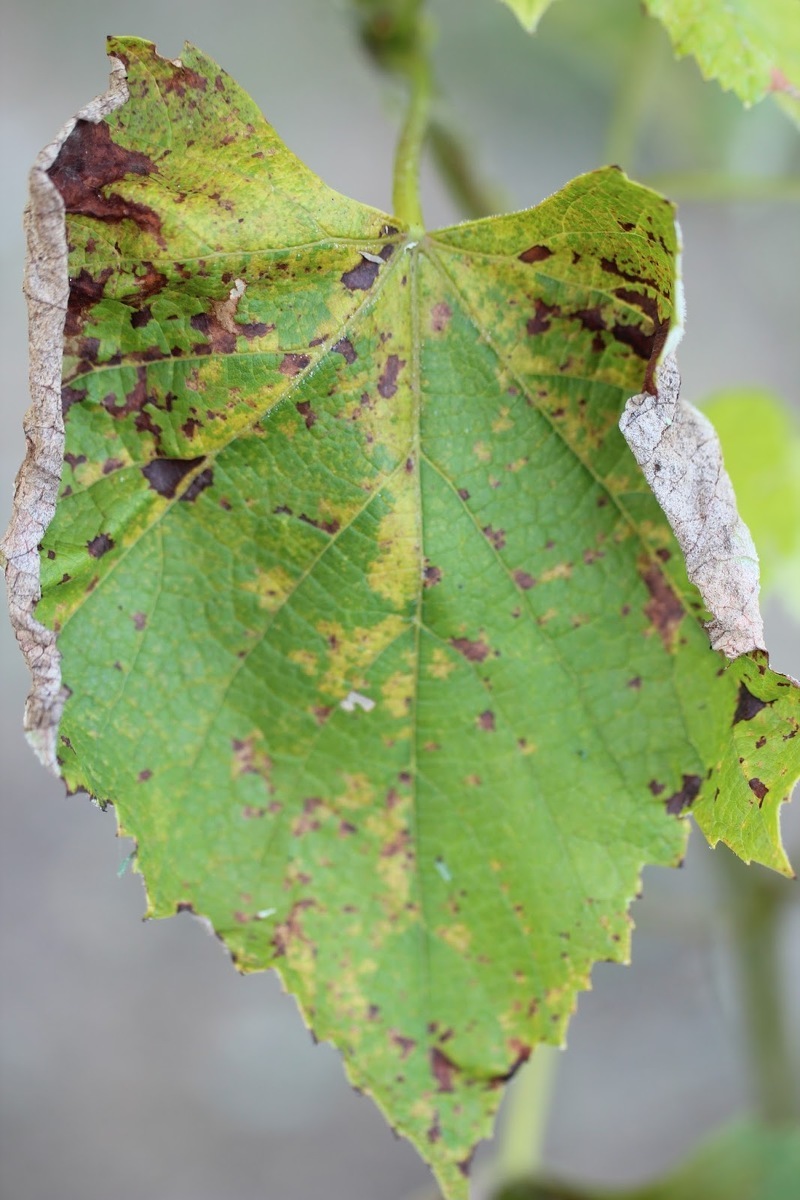 Развитие милдью или ложной мучнистой росы винограда
