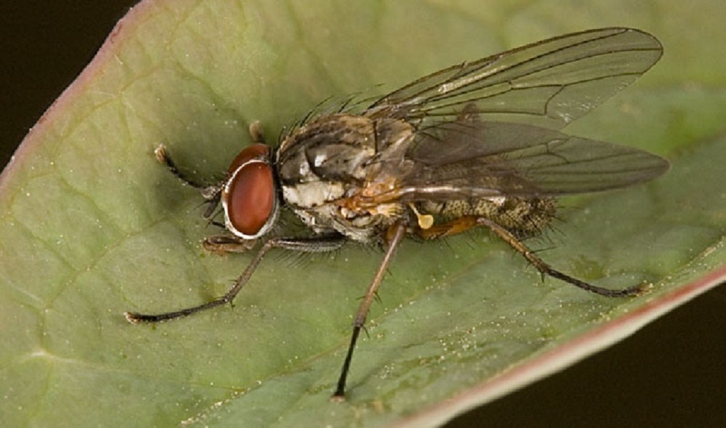 Луковая муха - опасный вредитель лука
