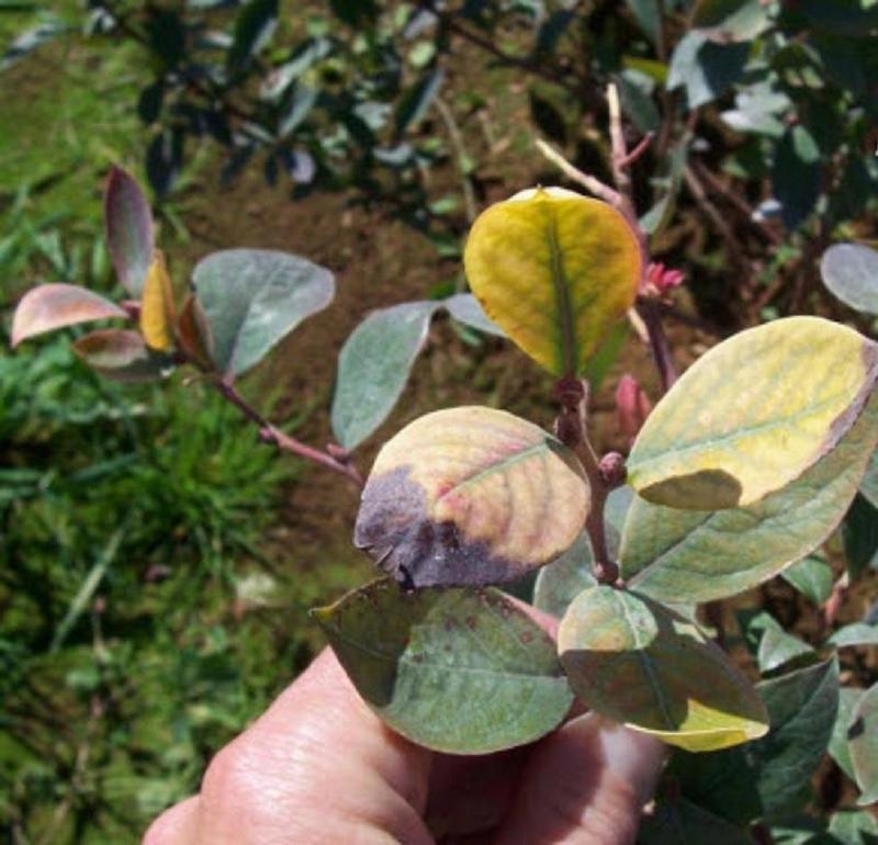 Проявление недостатка серы и пониженной кислотности на листьях голубики