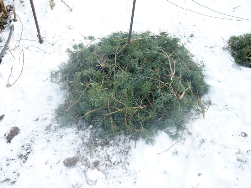 Укрытие травянистых пионов на зиму