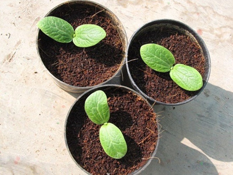 Выращивание рассады тыквы и уход за ней