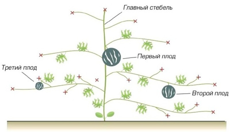 Схема формирования плетей тыквы