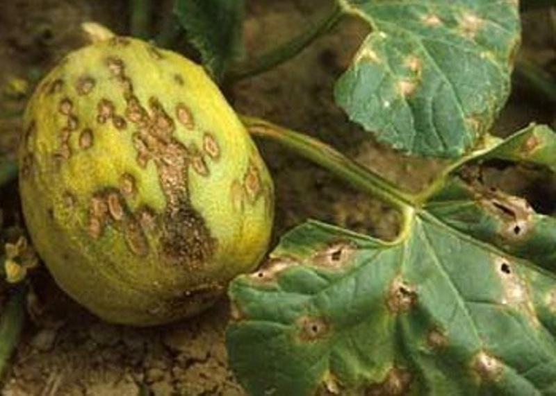 Гниль плодов тыквы