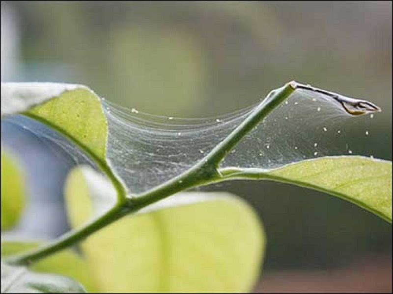 Паутинного клеща легко обнаружить по паутине под листьями