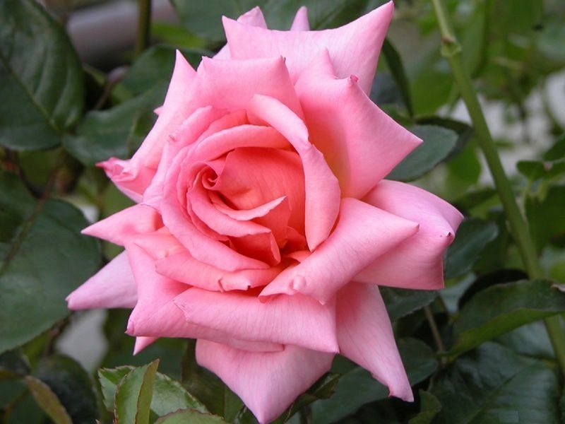 Роза Компэшн сохраняет декоративные свойства только в тени
