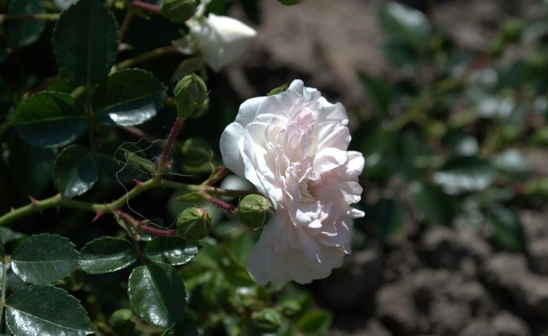 Почвопокровная роза Свони украсит сад густой зеленью и яркими бутонами