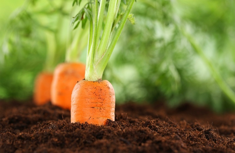Морковь, посеянная под зиму, дает отличный урожай