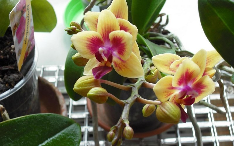 Комнатная орхидея