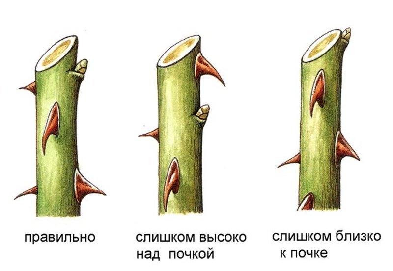 Схема обрезки плетистых роз перед посадкой