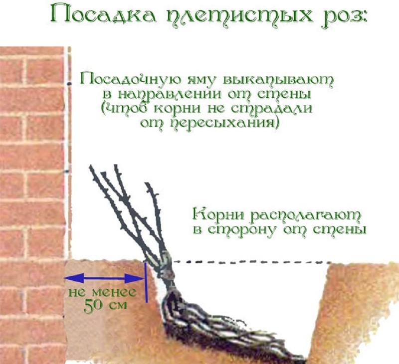 Схема посадки плетистых роз