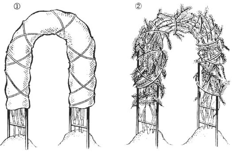 Схема укрытия вьющихся роз на арочной опоре