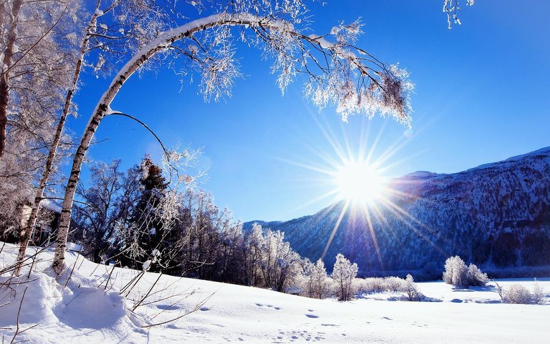 Действие мороза и солнца на деревья