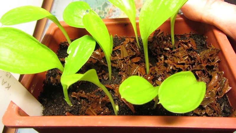 Выращивание калл в домашних условиях